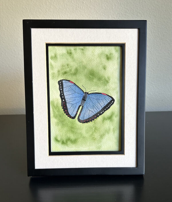 morpho butterfly artwork framed