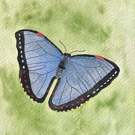 morpho butterfly artwork